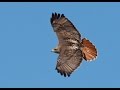 Kate Wolf - The Redtail Hawk 