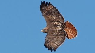 Kate Wolf - The Redtail Hawk