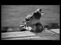 ღ Oliver Dragojevic - Jubavi lipa ღ