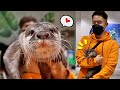 Daddy Gendong Otter Kaya Bayi Binatang Lucu Untuk Anak Anak