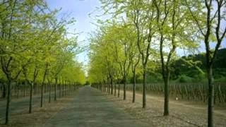 Download lagu jayana mp3