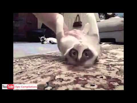 Epic Funny Cats / Cute Cats Compilation  –  60 minutes!! [HD][HQ]