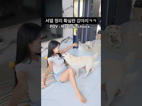누가 실세인지 정확히 알고 있네ㅋㅋ l 웃긴 강아지