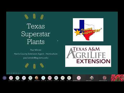 YouTube video about: Where to buy texas superstar plants?