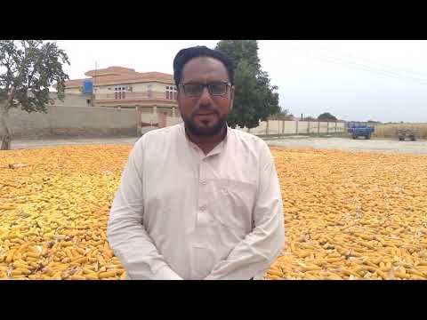 Syngenta Pakistan - Grower Testimonial