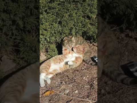 #dakshahindustani11 Daksha hindustani 11 #cat #shorts Please subscribe and support me 🙏