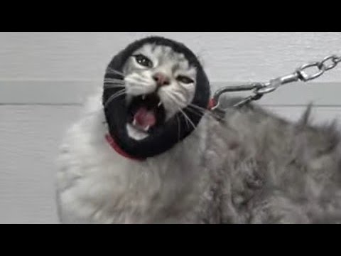 Angry cat wants to demolish his groomer