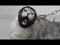 Angry Cat Wants To Demolish His Groomer
