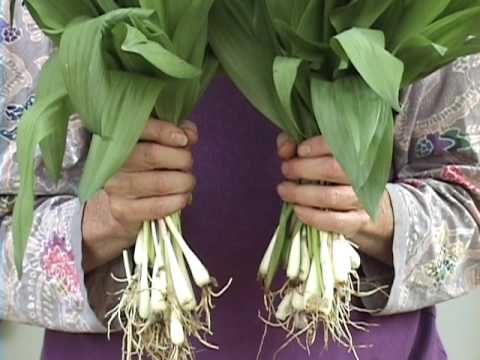download lagu mp3 mp4 Wild Onions Edible, download lagu Wild Onions Edible gratis, unduh video klip Wild Onions Edible