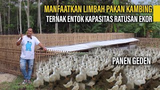 Download lagu TERNAK ENTOK KAPASITAS RATUSAN EKOR, MANFAATKAN LIMBAH PAKAN KAMBING mp3 Download lagu TERNAK ENTOK KAPASITAS RATUSAN EKOR, MANFAATKAN LIMBAH PAKAN KAMBING mp3