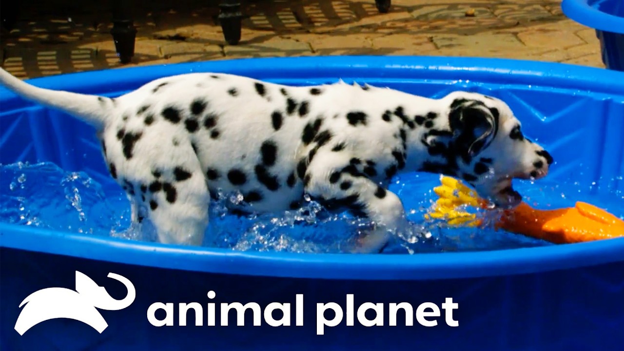 Summer Dog Days | Too Cute! | Animal Planet