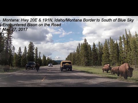 Montana: Hwy 20E & 191N, ID/MT Border to South of Blue Sky, Bison in the Road, 5/27/17