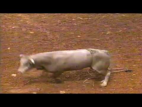 Promise Land bucks Clint Branger - 97 PBR Birmingham