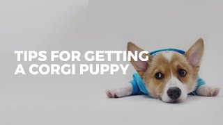 WHERE TO GET A CORGI | Reputable Breeder Tips