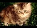 Песня про котика 
