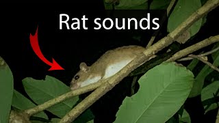 The weird calls of the Amazon bamboo rat