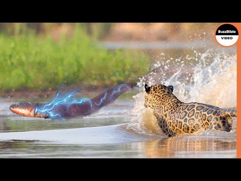 Can A Jaguar Survive 860 Volt Electric Eel Shock