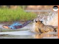 Can A Jaguar Survive 860 Volt Electric Eel Shock