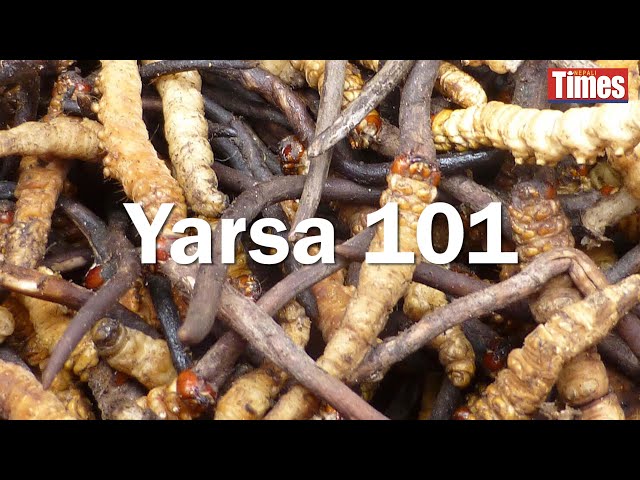 It's yarsa-picking time