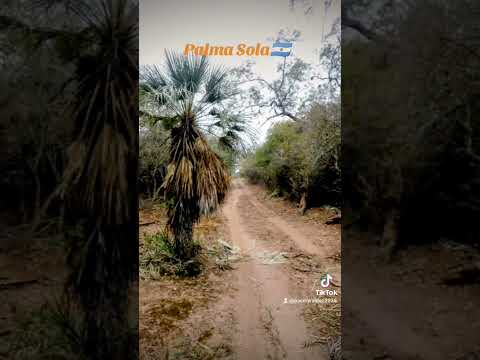 #PalmaSola 🇦🇷 #Jujuy #Argentina #ganadería #agricultura #folclore