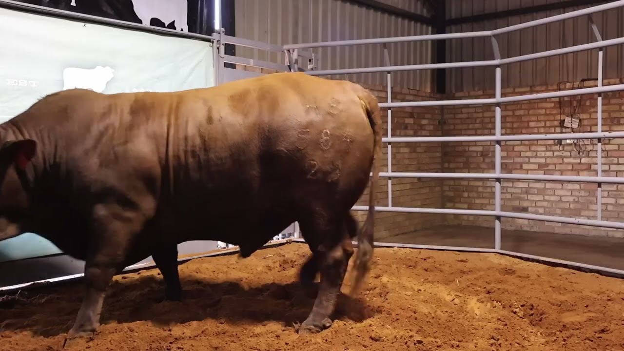 Lot 56 | HS23-584 | Bespreking