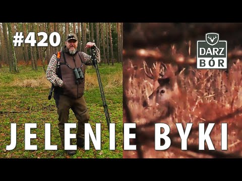 Darz Bór odc. 420 Jelenie Byki #hunting Red Deer