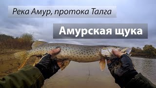 Время ловля щуки на амуре летом