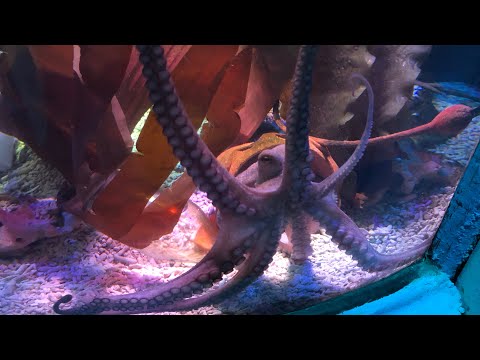 A Visit to SEA LIFE SCARBOROUGH (2022)