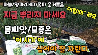 마늘양파대파쪽파 웃거름은 지금 뿌리지마세요/봄씨앗 모종은 2월이 아닌  이 시기에 텃밭에 심어야 잘 자랍니다…