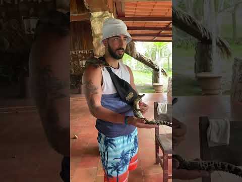 Bebés cocodrilo en la Ciénaga de Zapata #cocodrilo #caribe #cubalibre #cienaga #playa #plantas #cuba