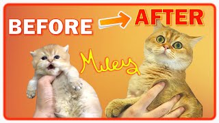 Download lagu ✔️ LEARN HOW Cat Miley GROW in 9 Months | British Shorthair Golden Cat 😍👍 BEFORE & AFTER Compilation mp3