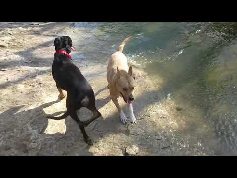 Souls for Paws video.