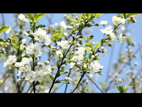 download lagu mp3 mp4 Ahadonte, download lagu Ahadonte gratis, unduh video klip Ahadonte