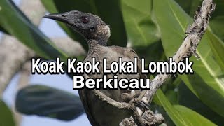 Download lagu Koak Kaok Lokal Lombok Berkicau mp3