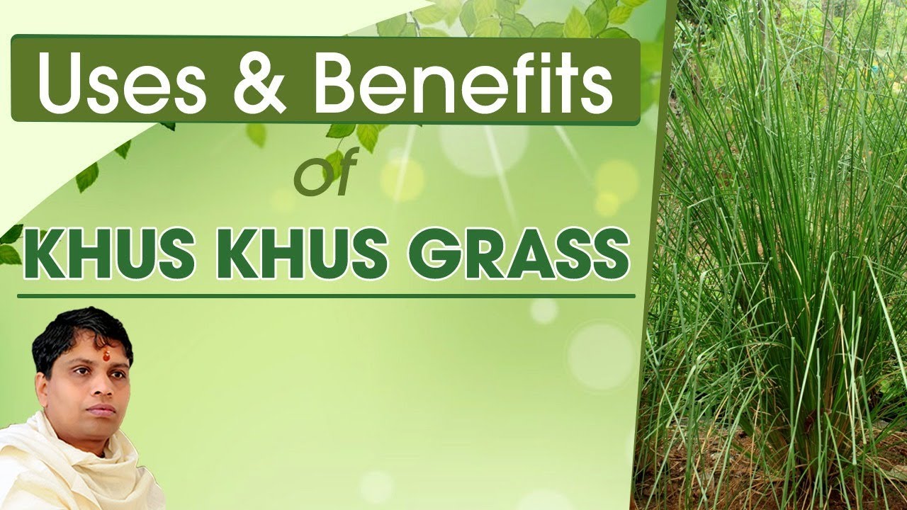 Uses & Benefits of Khus Khus grass | Acharya Balkrishna