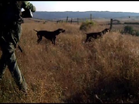 CAZA de CODORNIZ. Ying y Kai «Vintage» – bonviedro.com