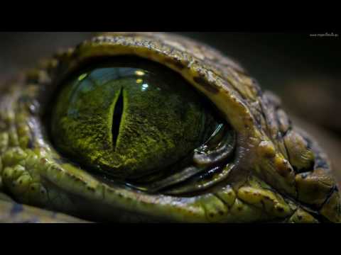 Gajowy feat Koalicja - Wątpliwości