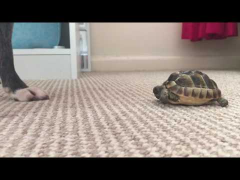 Dog vs Tortoise 👌😅