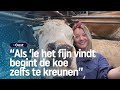 Koeknuffelen: doodeng of ontspannend? | RTV Oost