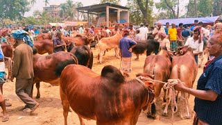 ১৫.৫.২৫ ধামাকা অফারে বেচাকিনা চলছে ২৫ কুরবানী উপলক্ষে ষাঁড় গরু ০১৯৪৪৭৪৮২০৫