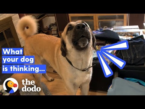 How To Tell If Your Dog’s Happy (It Has Nothing To Do With His Tail) | The Dodo