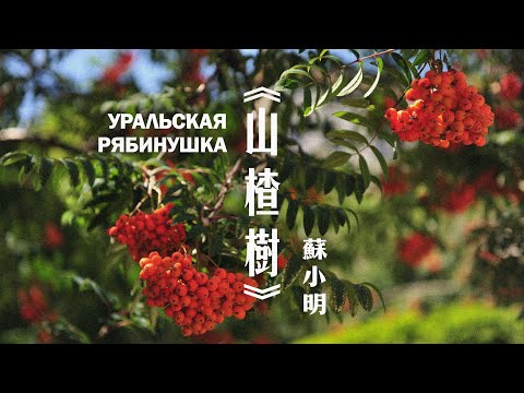 [CN] Hawthorn Tree [山楂樹 / Uralskaya ryabinushka] — Su Xiaoming 蘇小明 | Soviet Waltz | ⦇EN CC⦈