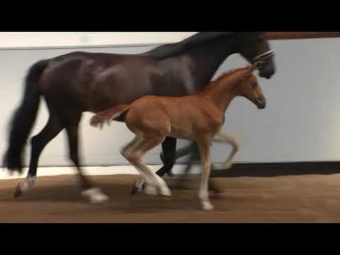 Va Bene - Compliment 2021, Stute