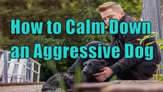 How to Calm Down A Dog Showing Aggression Towards People , Aggressive Dog Training, Doggy Dan