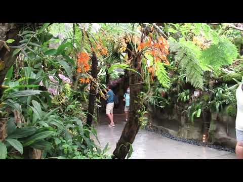 Singapore, An Evening Walk @ Tropical Montane Orchidetum, Nation Orchid Garden, 5 April 21