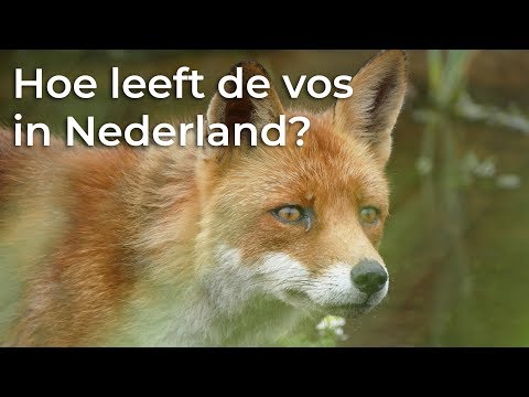 Hoe leeft de vos in Nederland? | Het Klokhuis