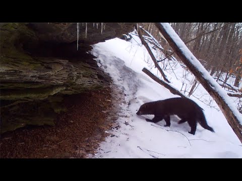 Fisher Hunting / trailing a Porcupine in forest