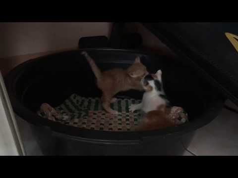 mother cat disciplining her baby kittens