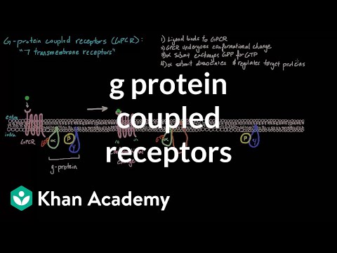 G Protein Coupled Receptors Video Khan Academy