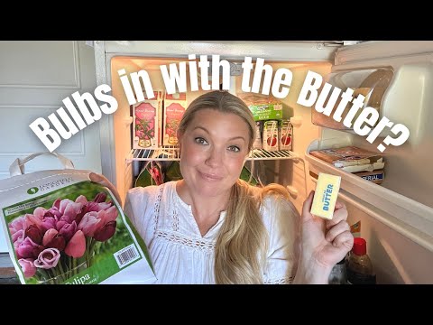 Pre-Chilling Spring Bulbs! 🌷🌷🌷 :: How to Pre-Chill Tulips, Hyacinths and Crocus for Mild Climates!